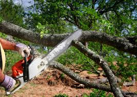 Seasonal Cleanup (Spring/Fall) in Mineola, TX