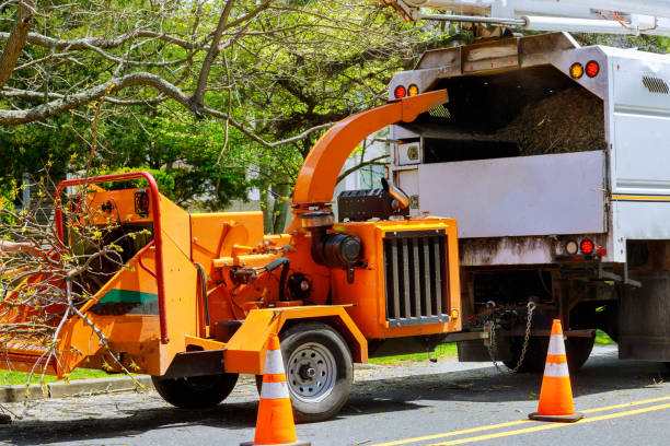 How Our Tree Care Process Works  in  Mineola, TX