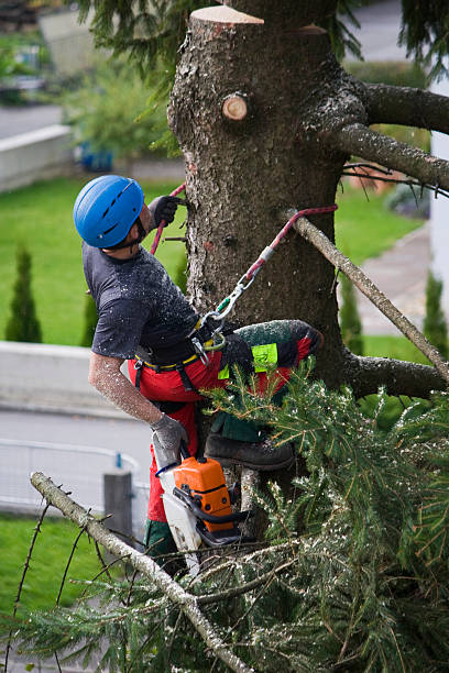 Leaf Removal